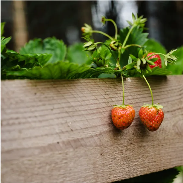 So much to learn about Strawberries - our favourite fruit - in our live workshop at Rosie's Preserving School UK