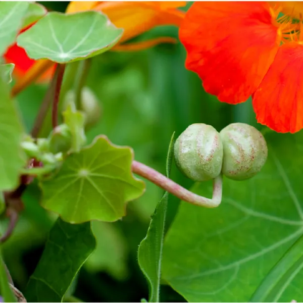 Nasturtiums have many uses and powers - explore in our live workshop at Rosie's Preserving School UK