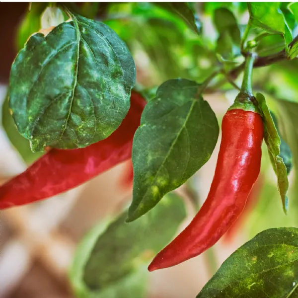 Live online workshop to learn how to preserve chillies at Rosie's Preserving School UK