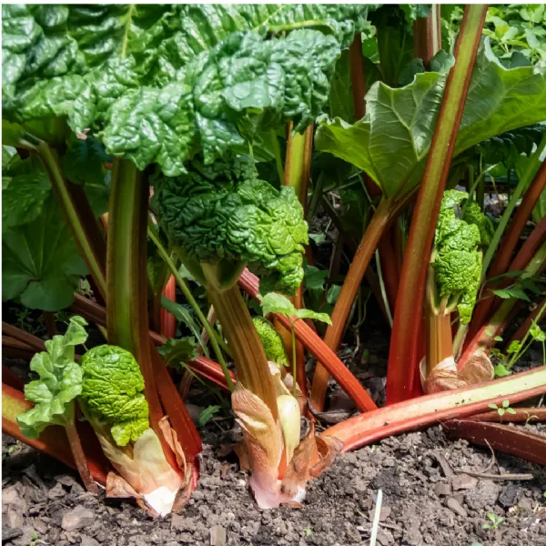 Rhubarb IS the fruit of Spring, deservedly so - there is still so much to learn in our live workshop at Rosie's Preserving School UK