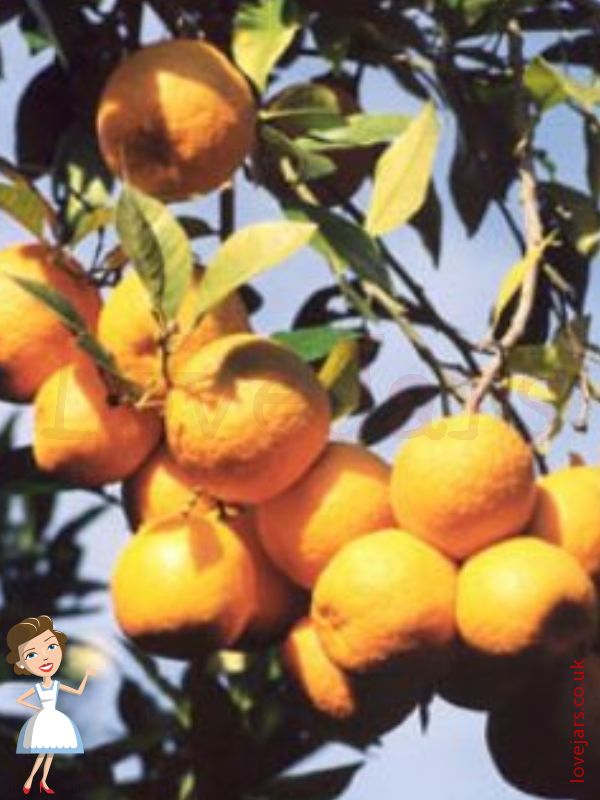 Seville Oranges 1 kg Ingredients Buy online from Love Jars